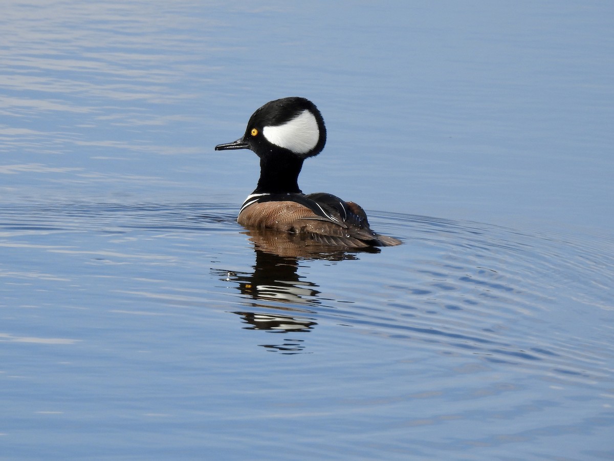 Hooded Merganser - ML647390909