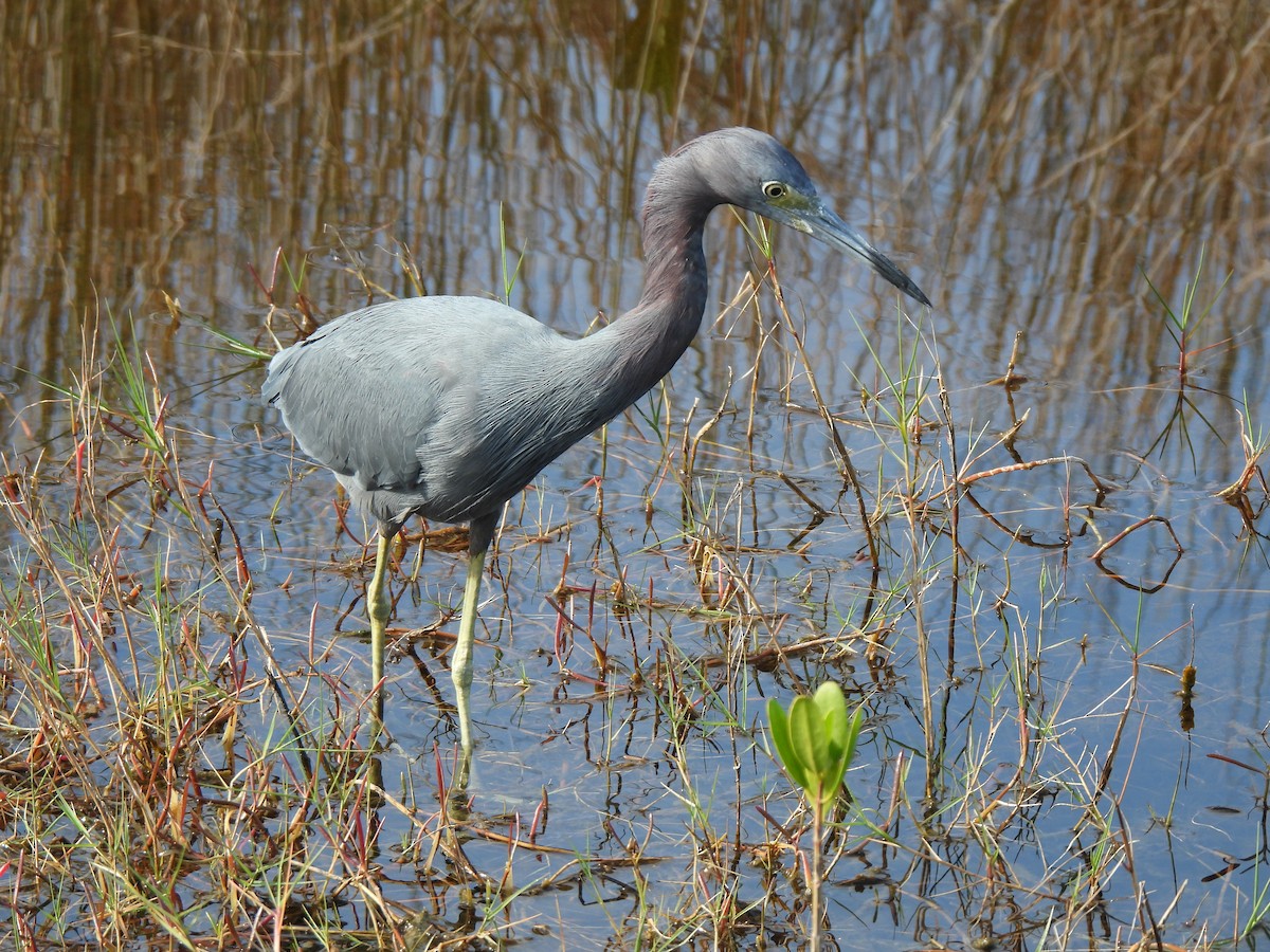 Little Blue Heron - ML647390926