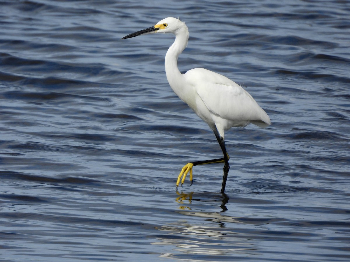 Snowy Egret - ML647390929