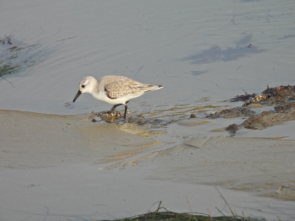 Txirri zuria - ML647390931