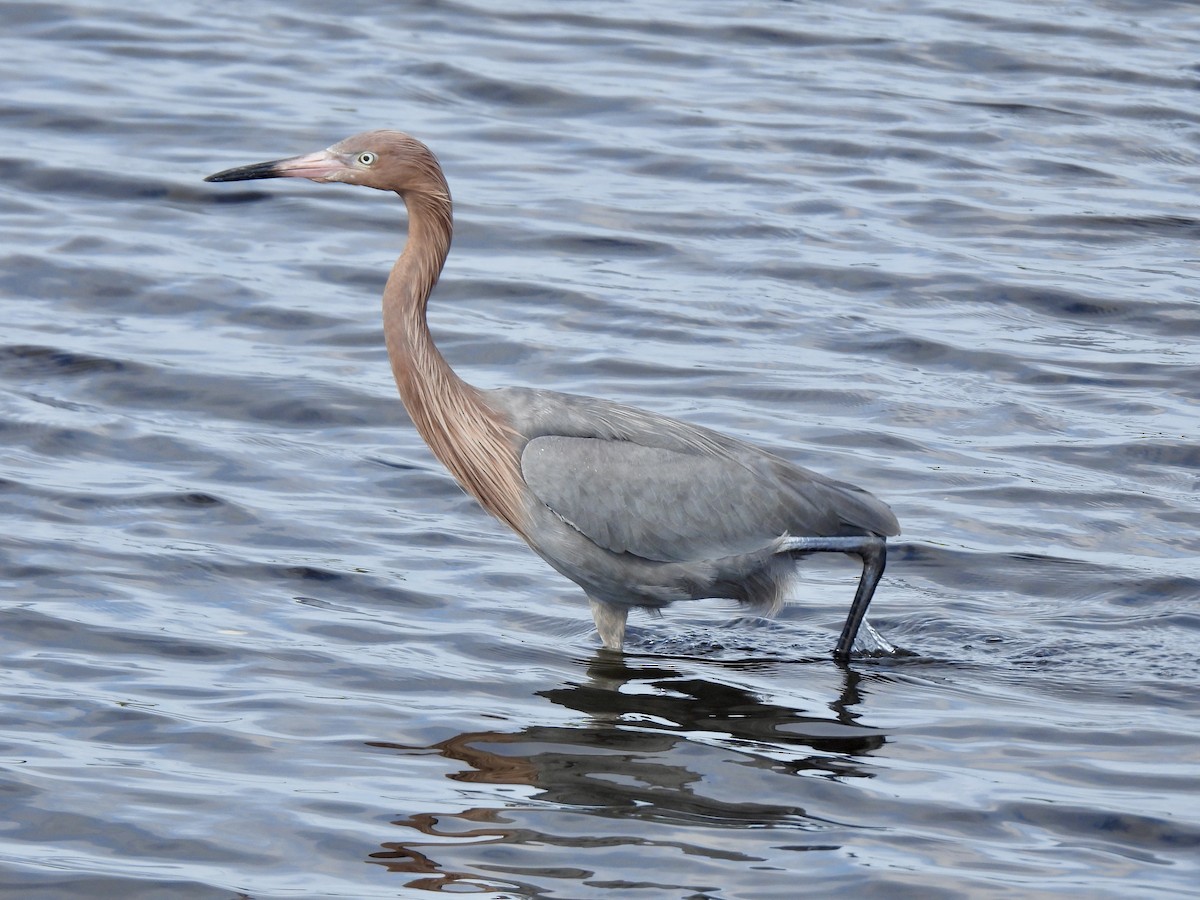Reddish Egret - ML647390938