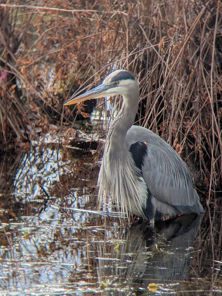 Koartza hauskara amerikarra - ML647390939