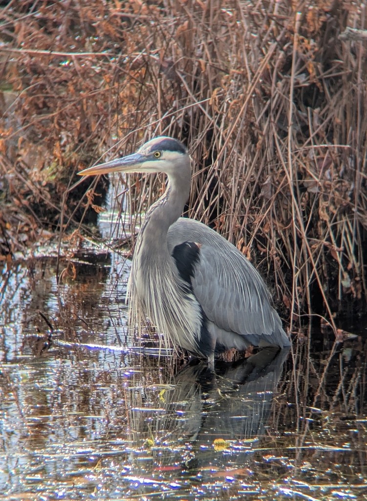 Koartza hauskara amerikarra - ML647390940