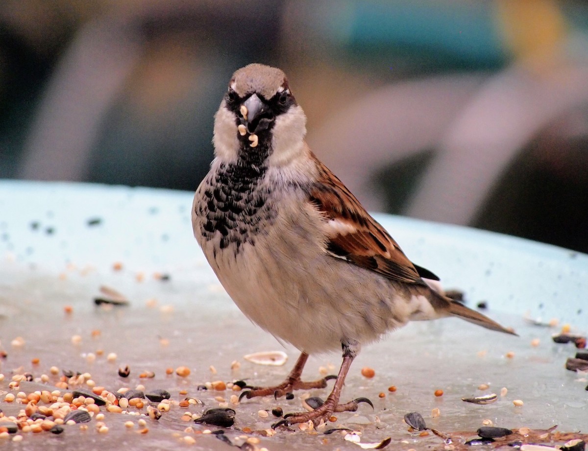 gråspurv - ML647390944