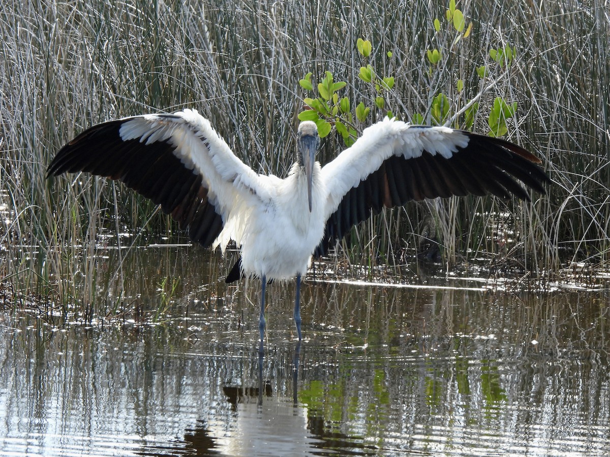 Wood Stork - ML647390945