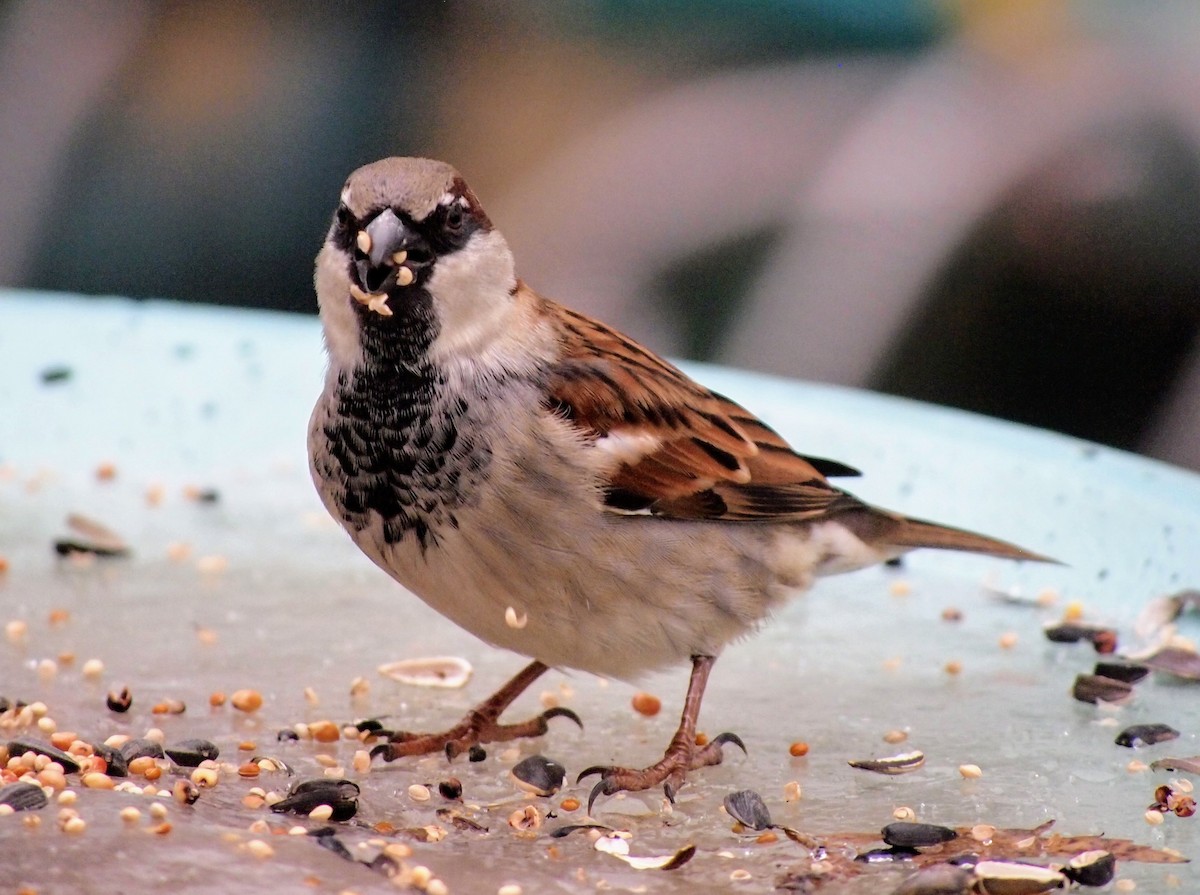 gråspurv - ML647390947