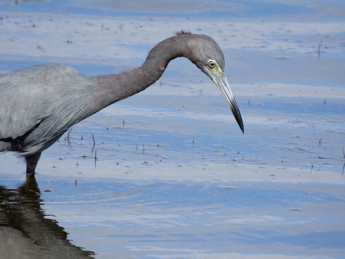 Little Blue Heron - ML647390949