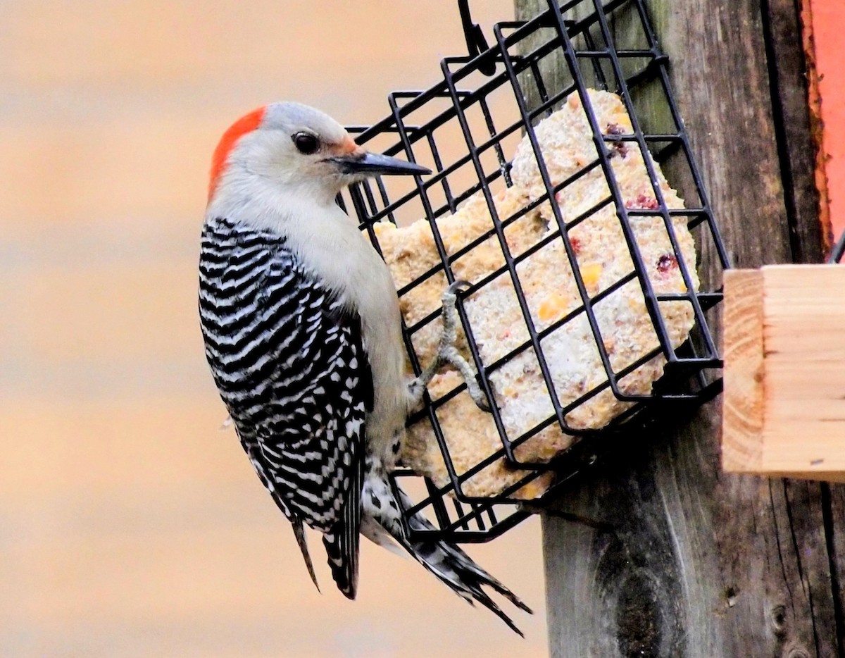 Red-bellied Woodpecker - ML647390951