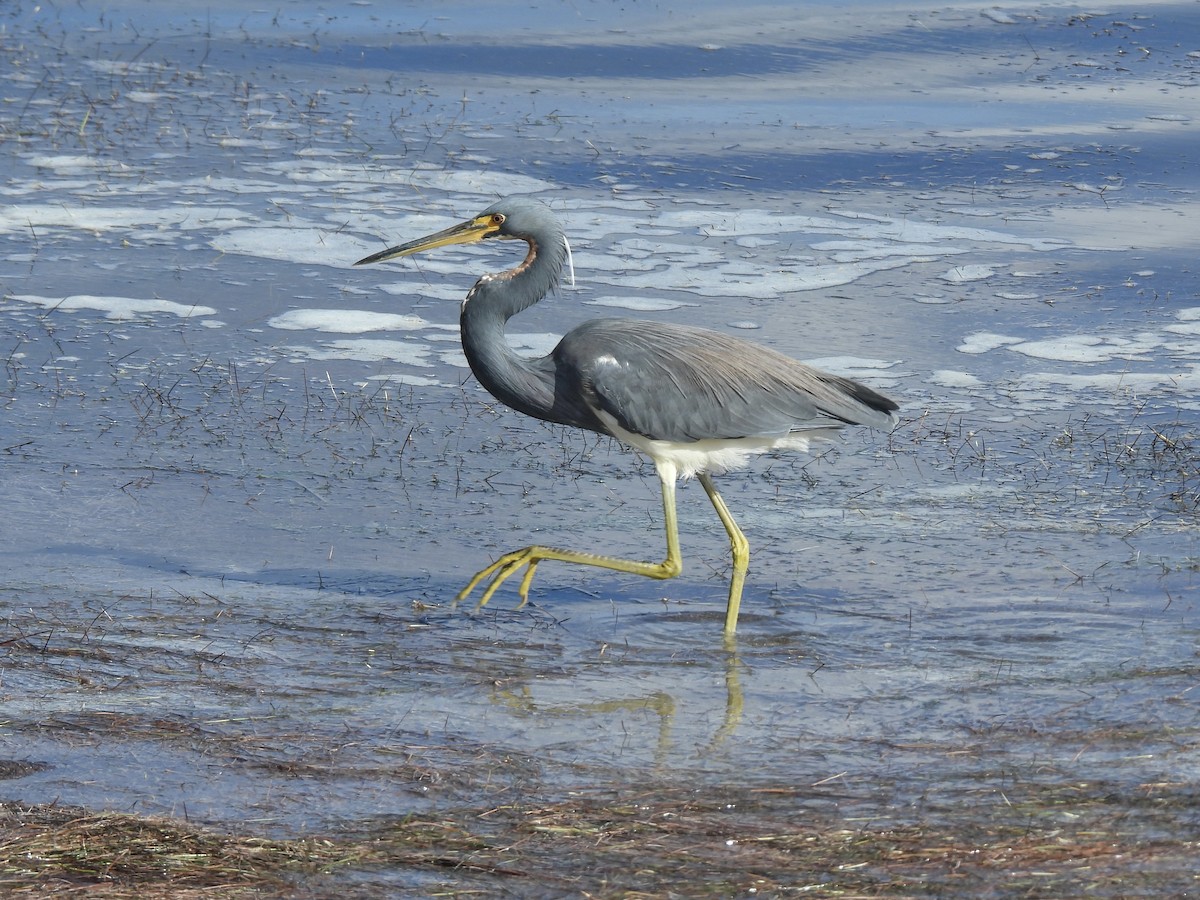 Tricolored Heron - ML647390953
