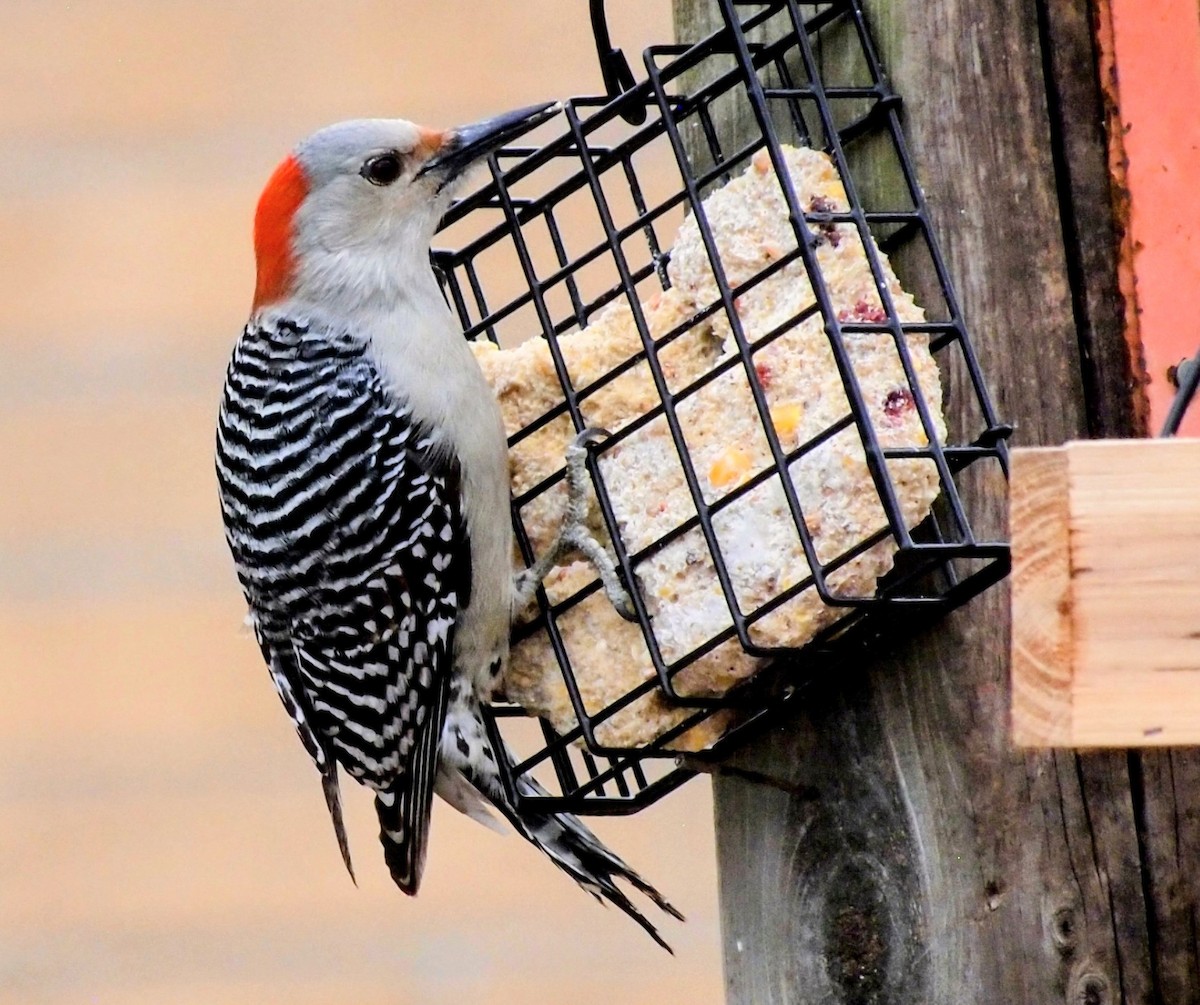 Red-bellied Woodpecker - ML647390954