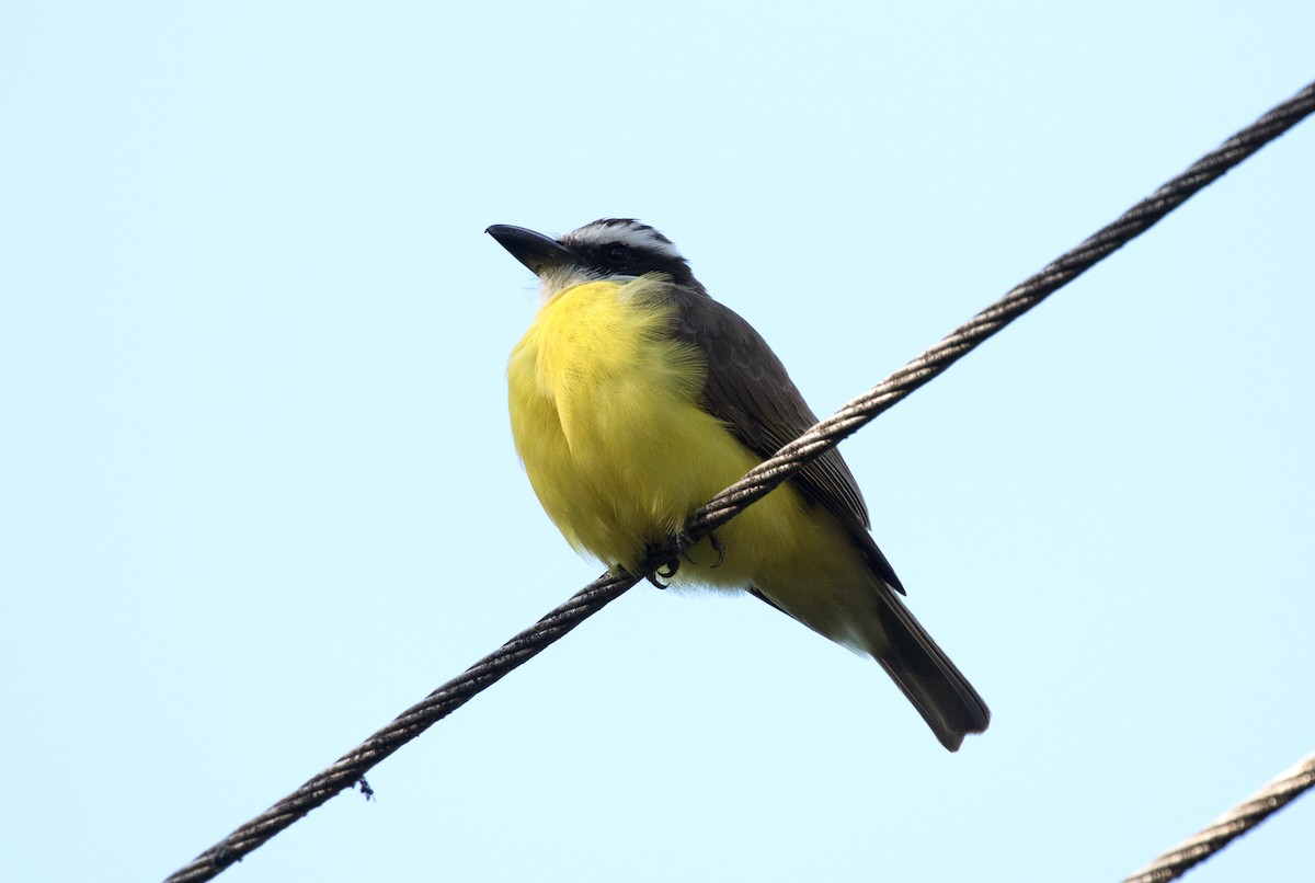 Boat-billed Flycatcher - ML647390960