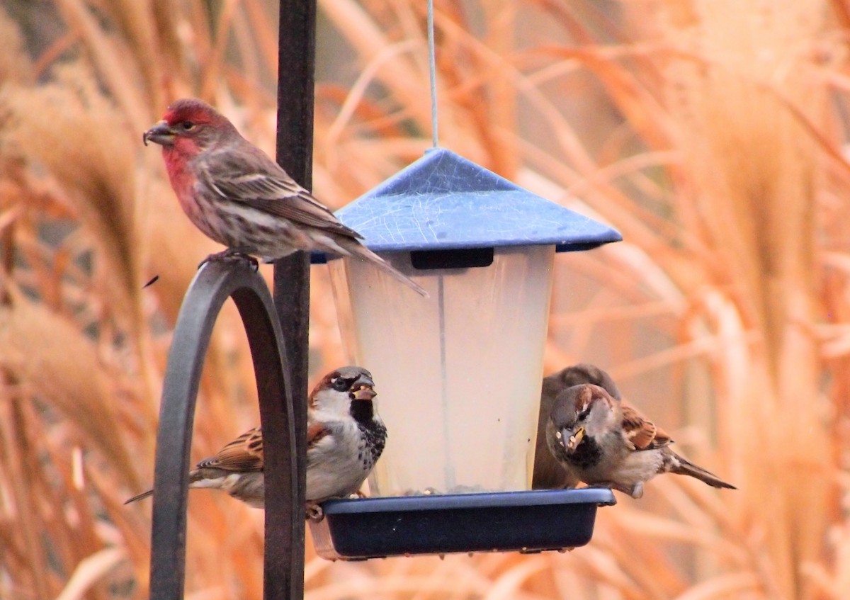 House Finch - ML647390968