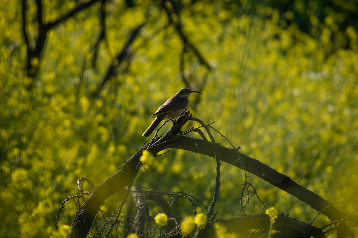 Scale-throated Earthcreeper - ML647390970
