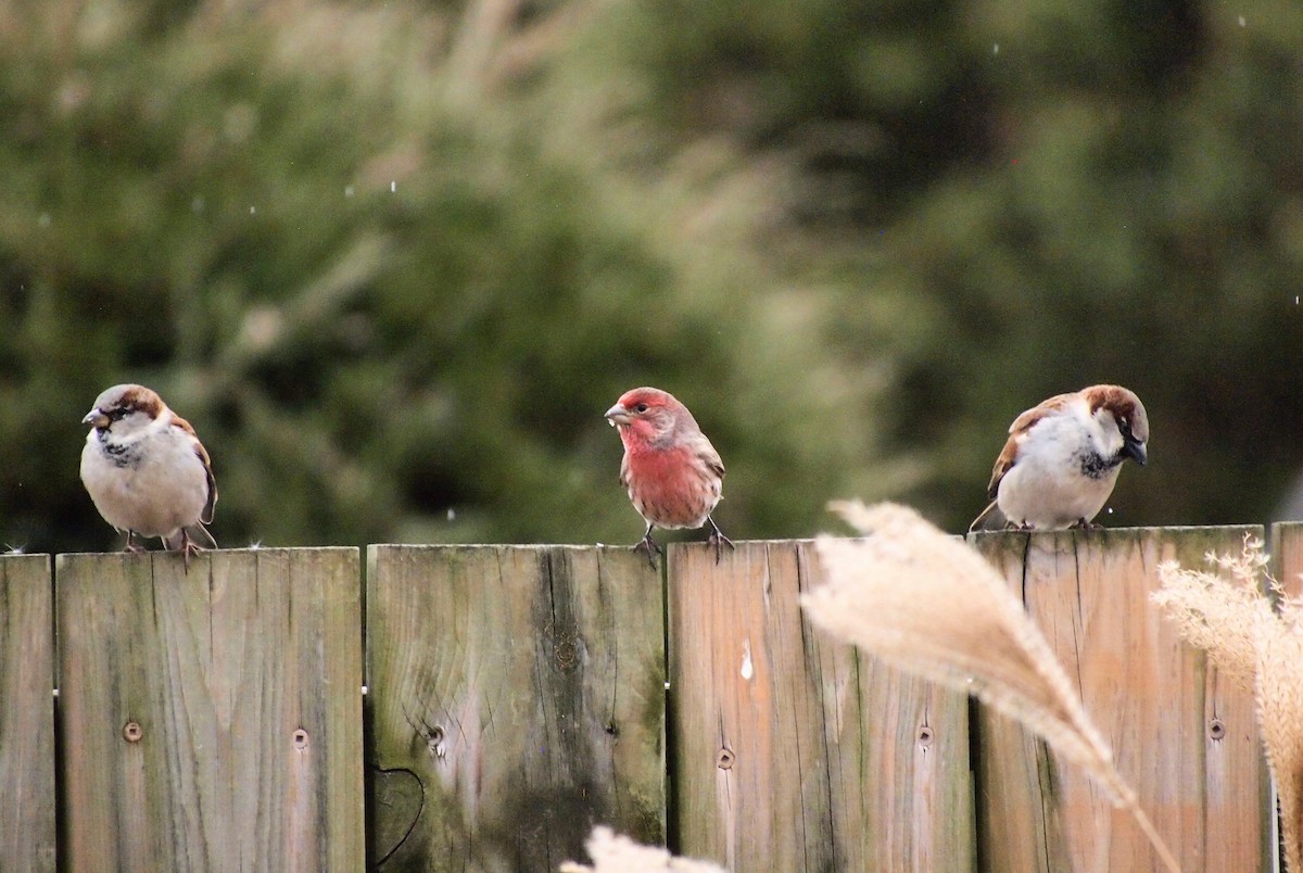 House Finch - ML647390971