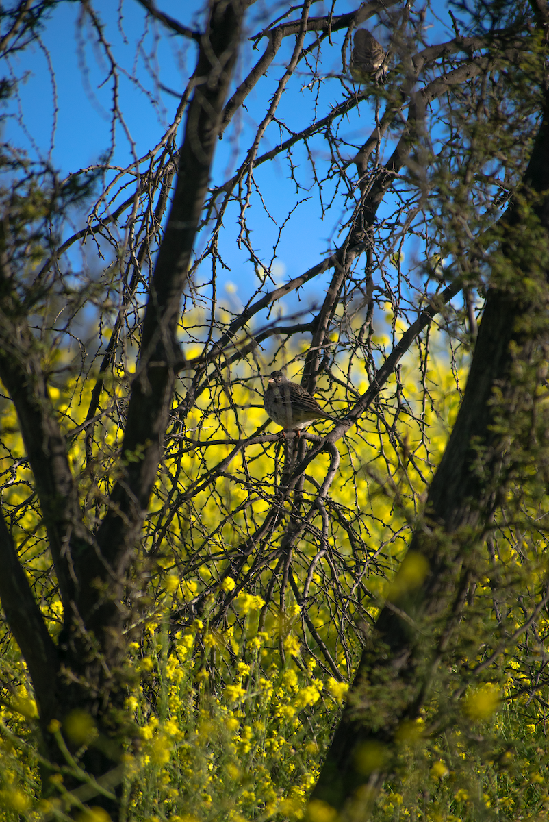 Mourning Sierra Finch - ML647390972