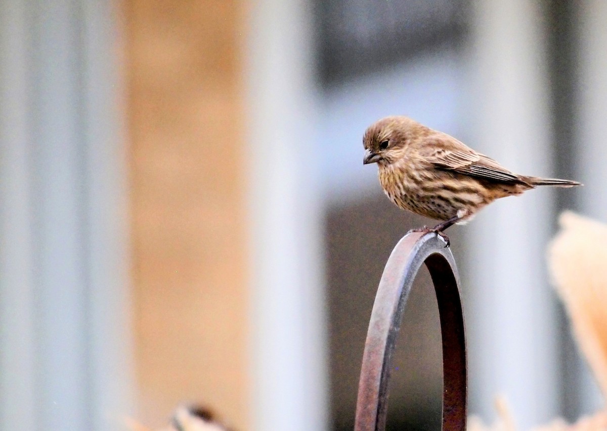 House Finch - ML647390981