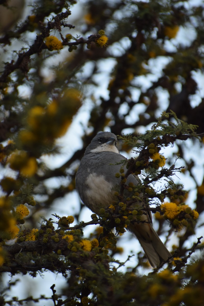 Diuca Finch - ML647390983