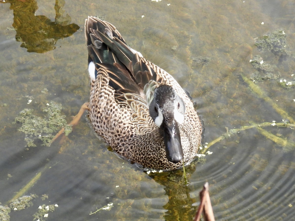 Чирянка блакитнокрила - ML647391001