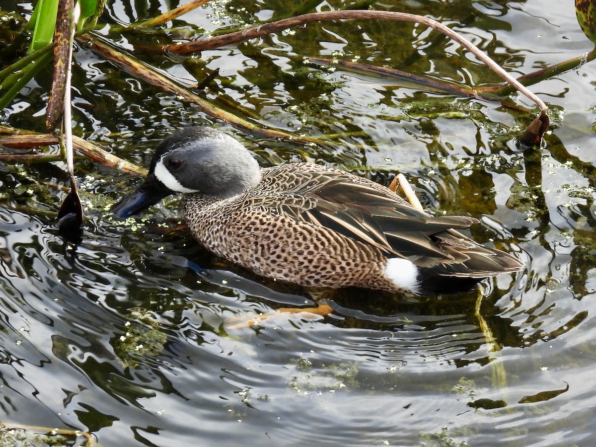 Чирянка блакитнокрила - ML647391002