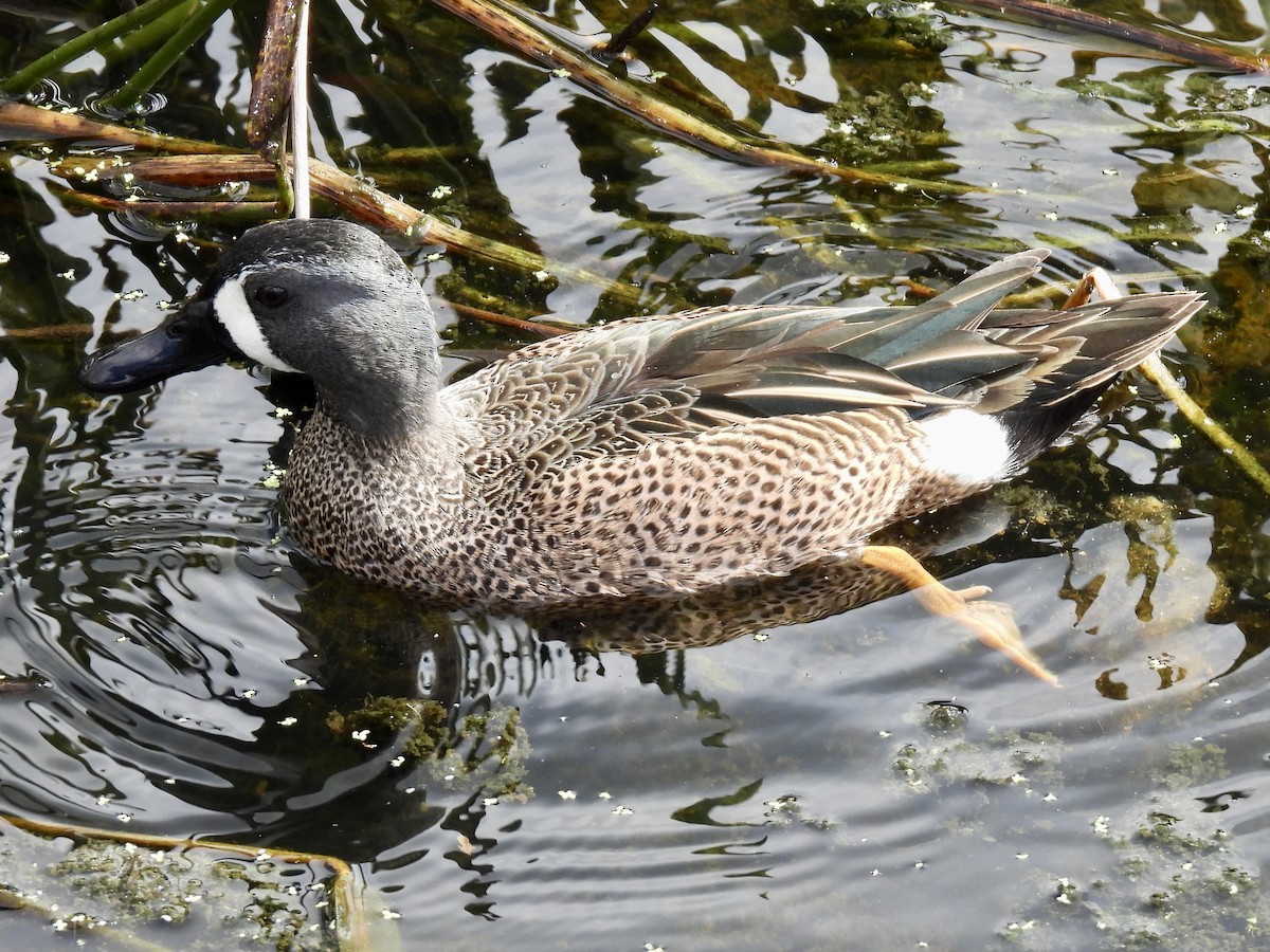 Чирянка блакитнокрила - ML647391003