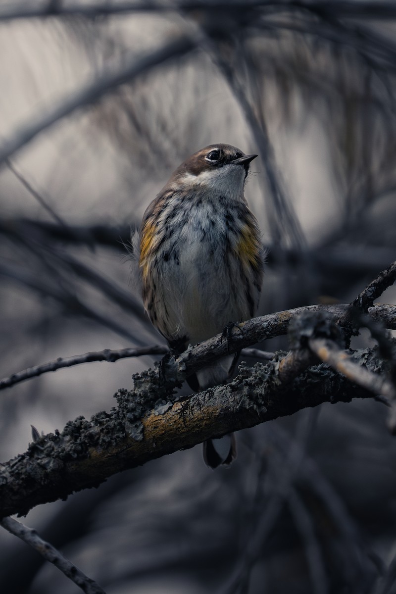 Yellow-rumped Warbler - ML647391018