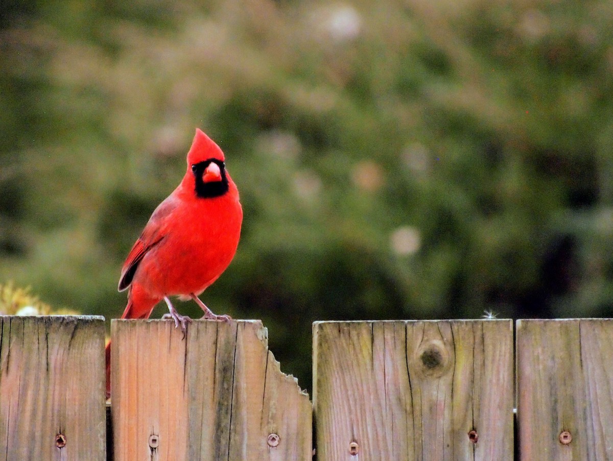 Northern Cardinal - ML647391019