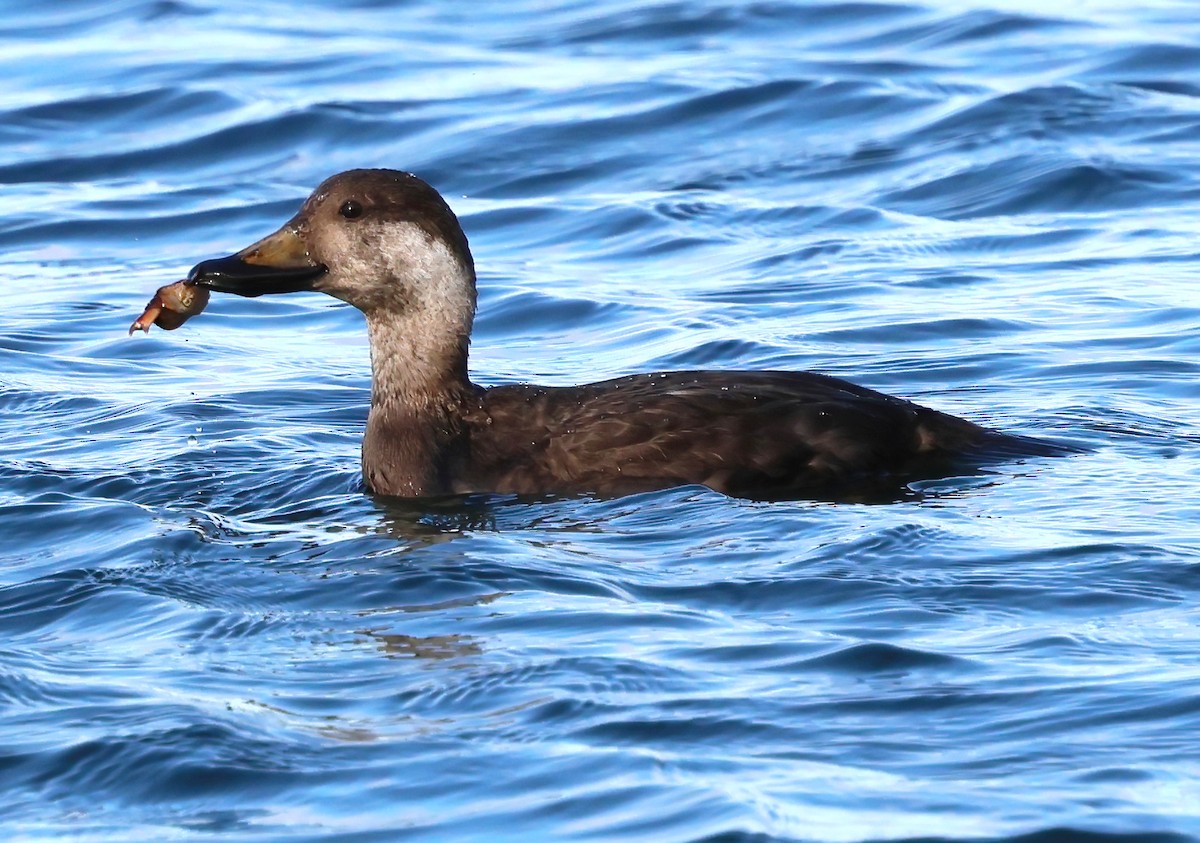Американская синьга - ML647391040