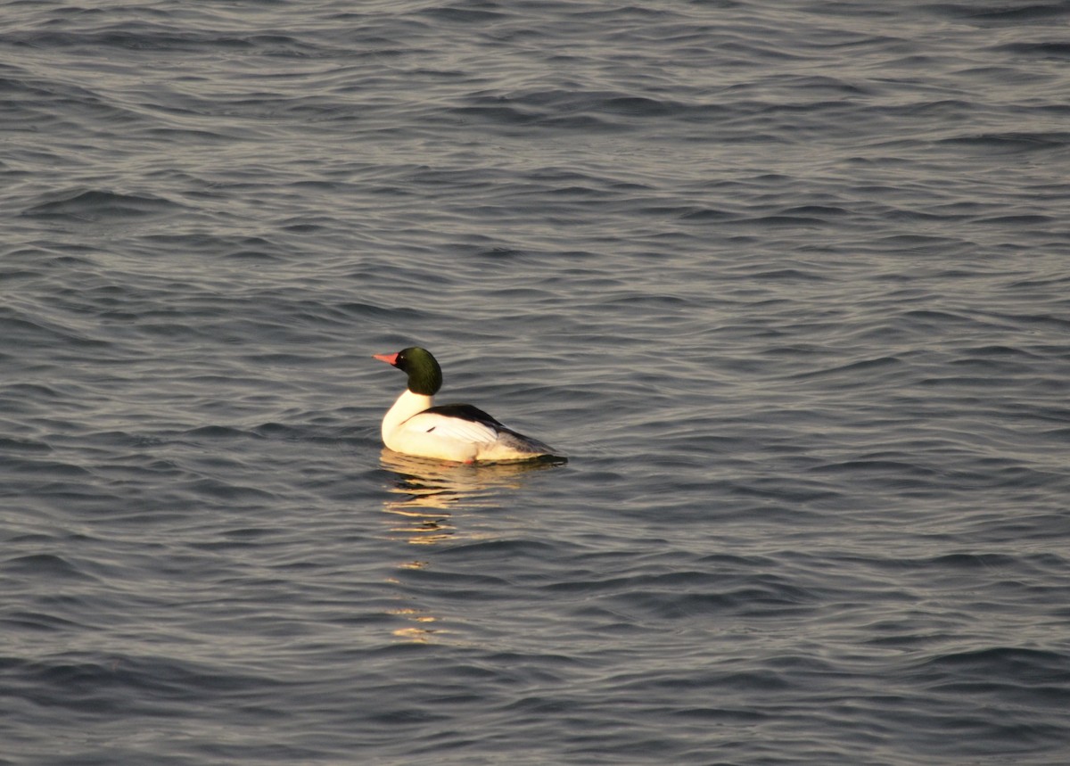 カワアイサ - ML647391041