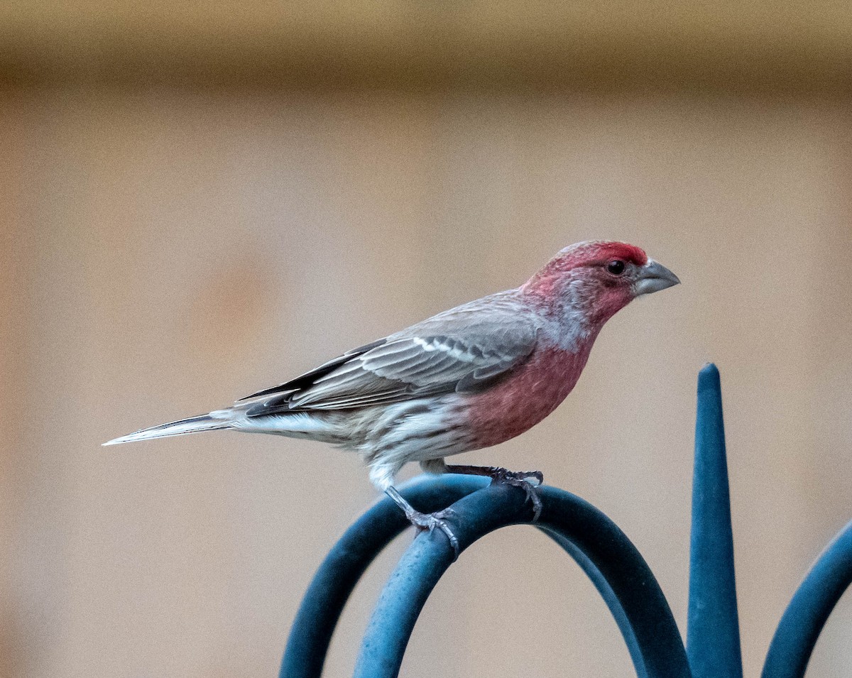 House Finch - ML647391048