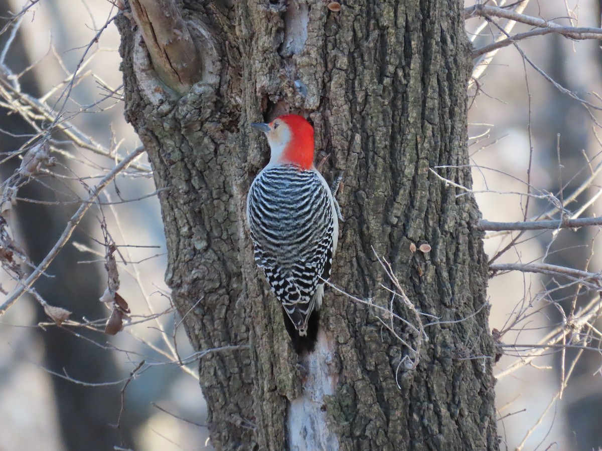Red-bellied Woodpecker - ML647391051