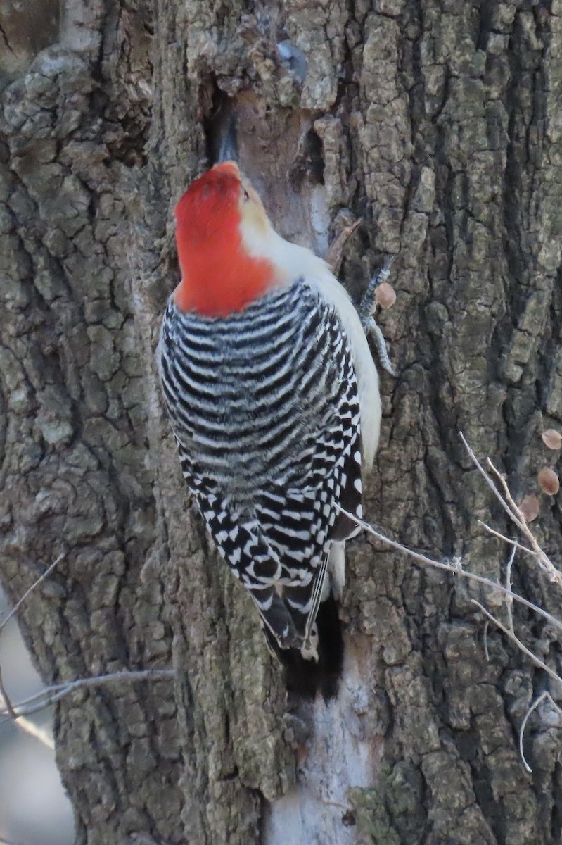 Red-bellied Woodpecker - ML647391052