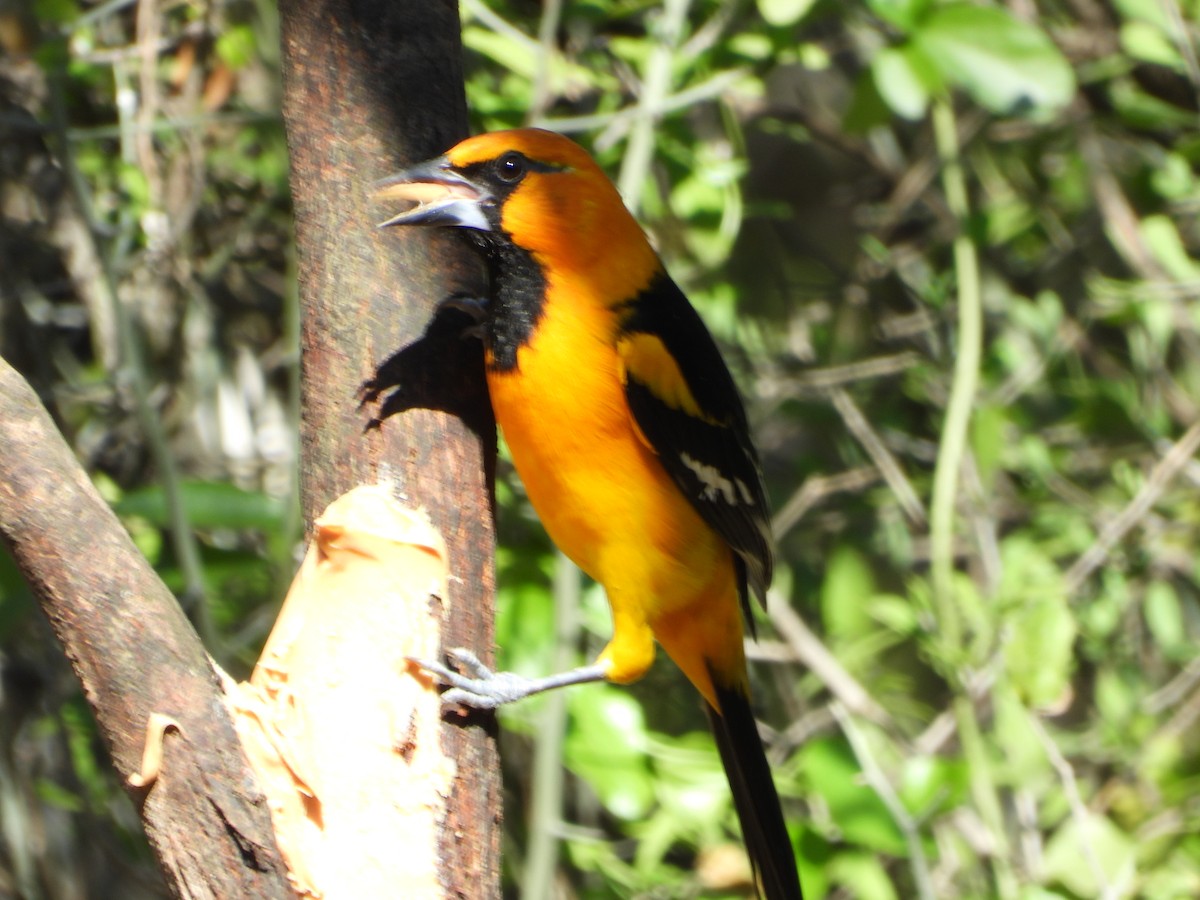 Altamira Oriole - ML647391058