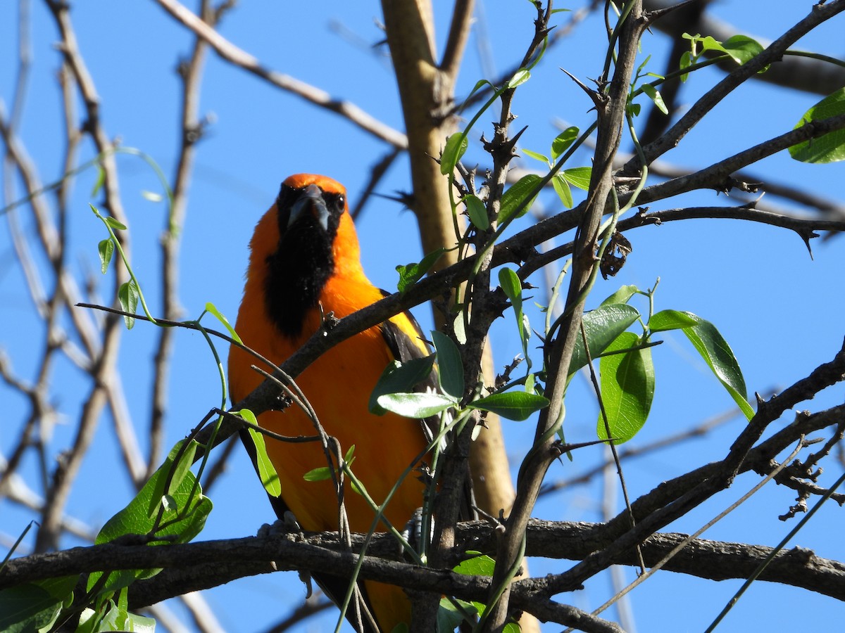 Altamira Oriole - ML647391060