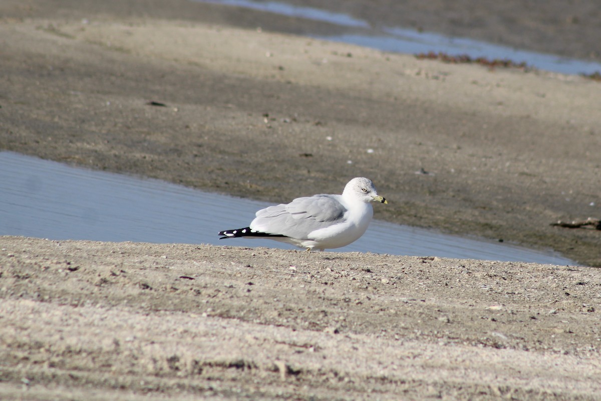 Мартин делаверський - ML647391063