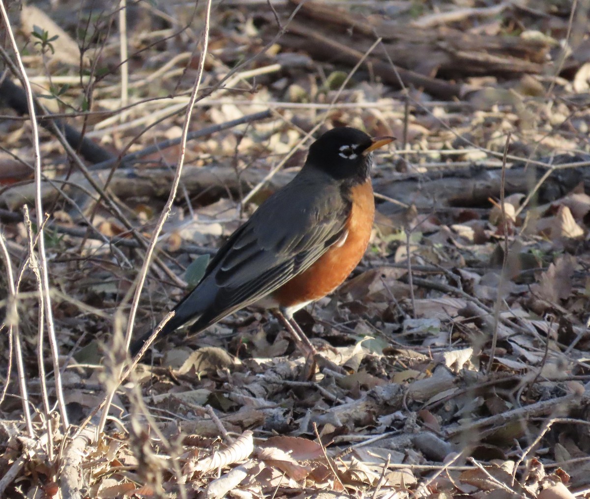 Дрізд мандрівний - ML647391069