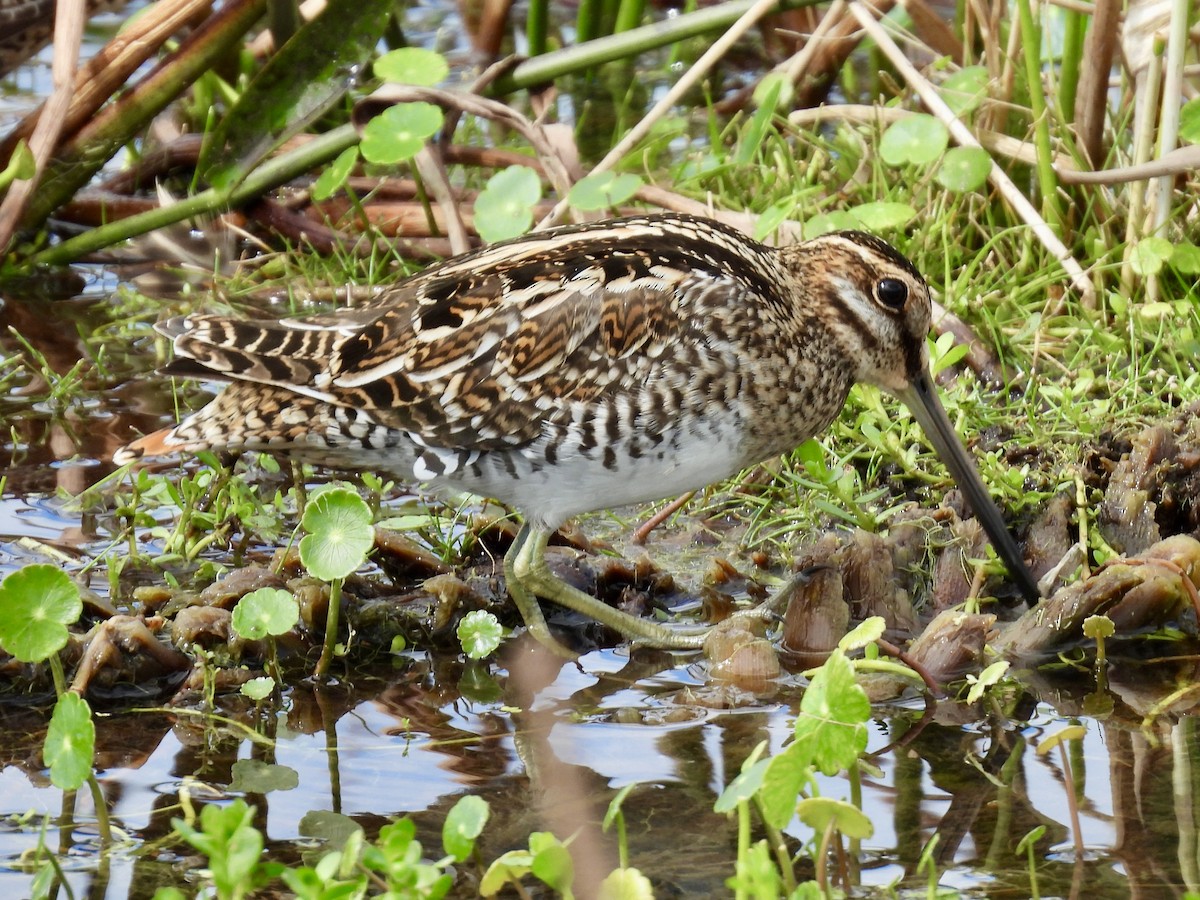 Баранець американський - ML647391070