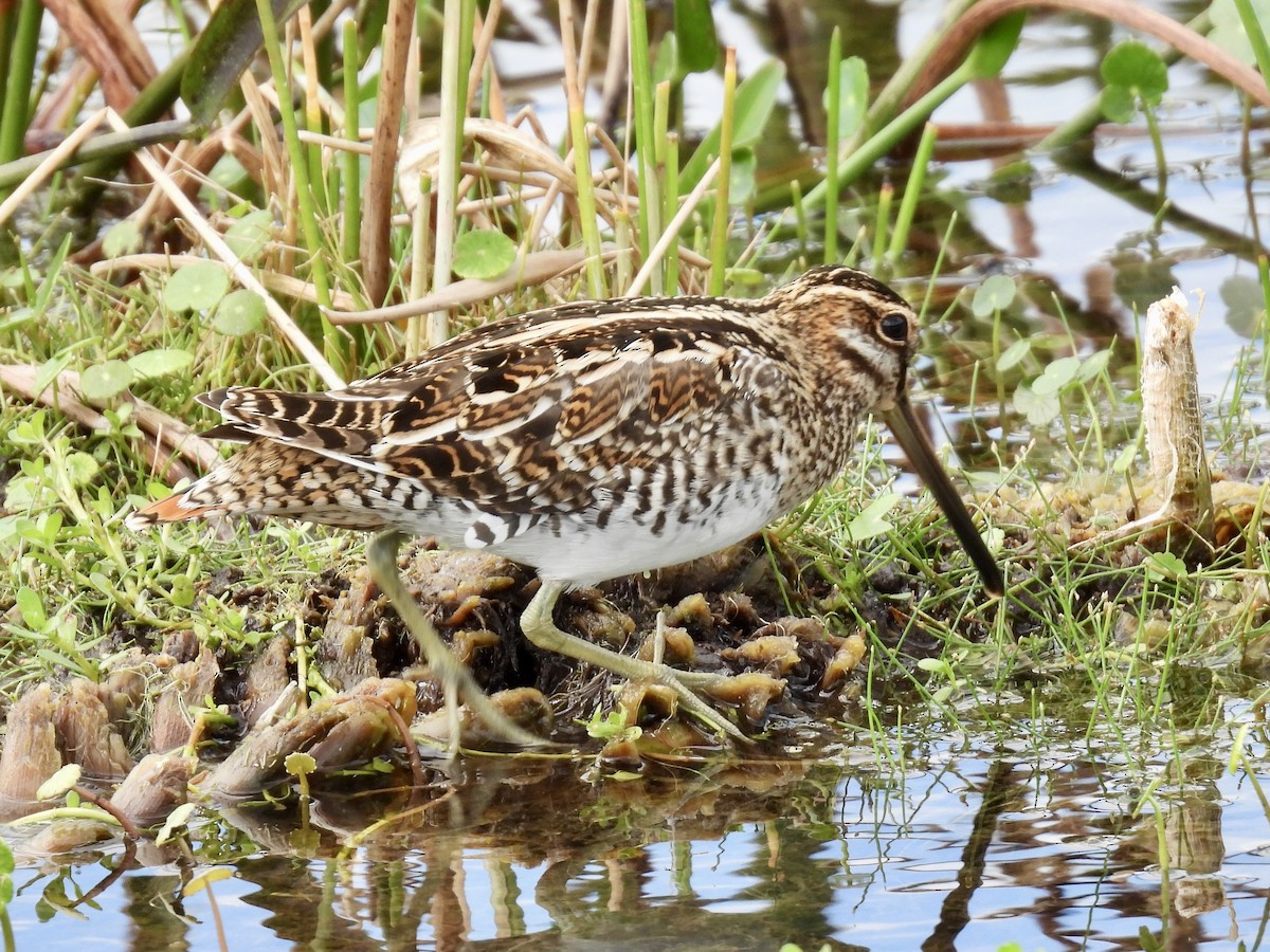 Баранець американський - ML647391071