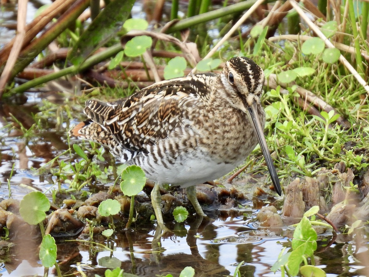 Баранець американський - ML647391072