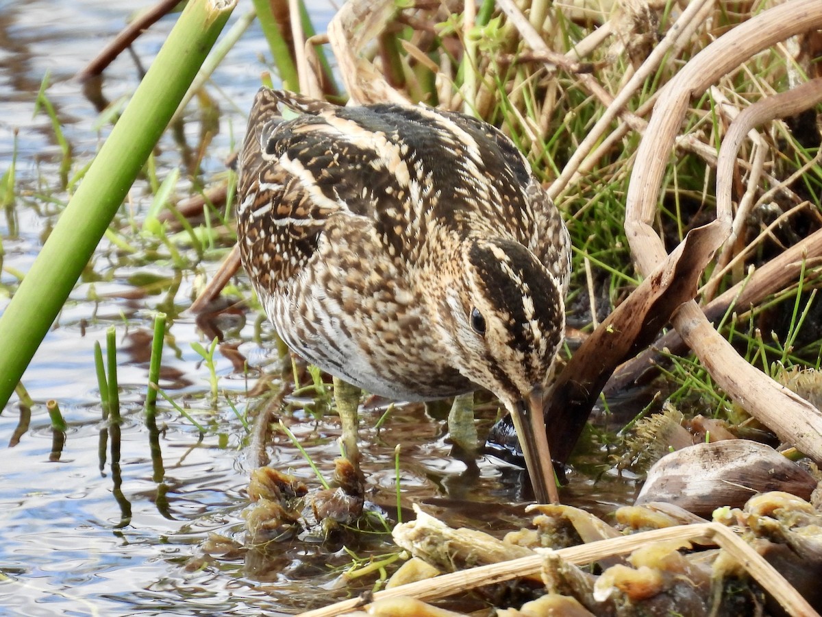 Баранець американський - ML647391073