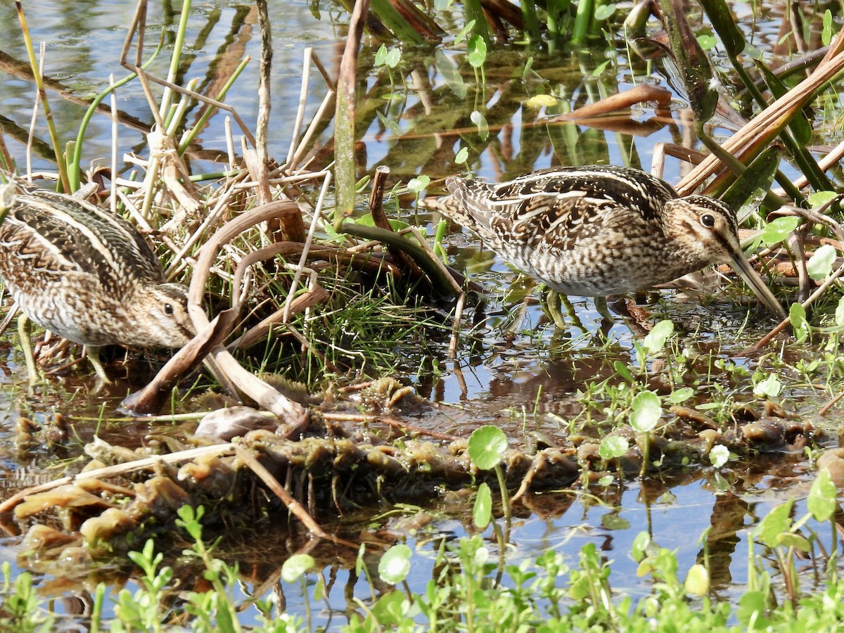 Баранець американський - ML647391074