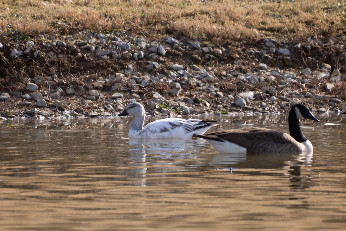 Гуска біла - ML647391075