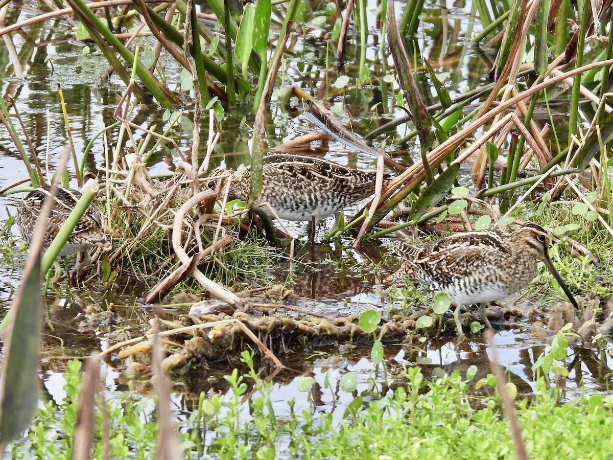 Баранець американський - ML647391076
