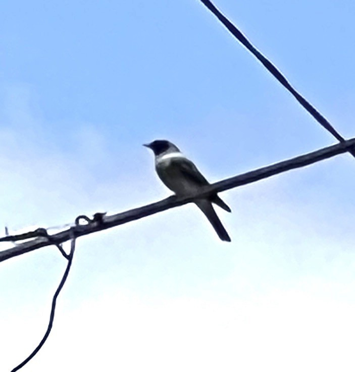 Шикачик масковий - ML647391077