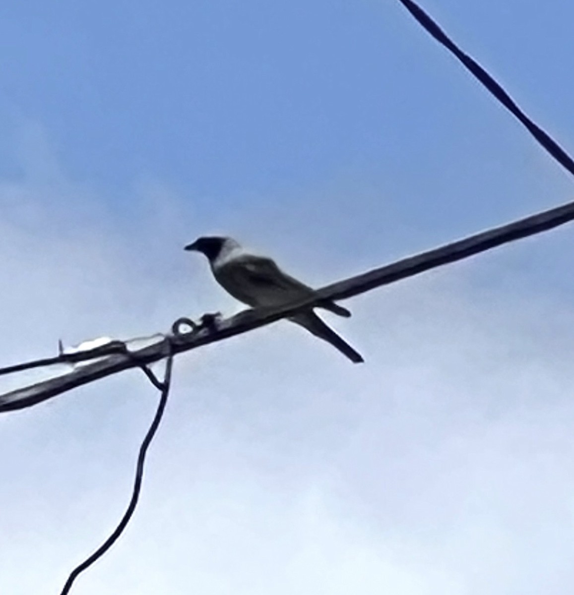 Шикачик масковий - ML647391078