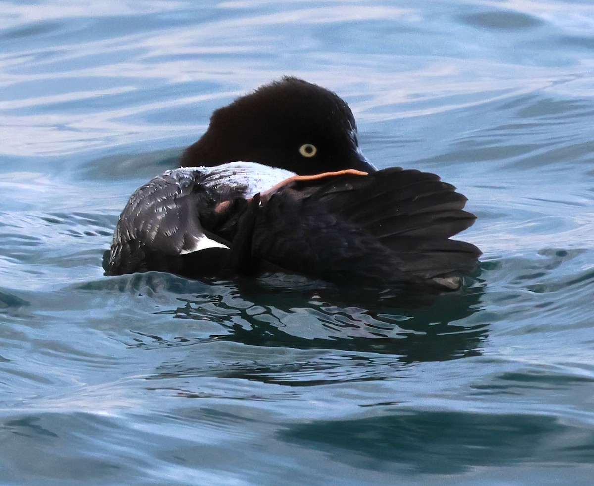 Гоголь зеленоголовий - ML647391079