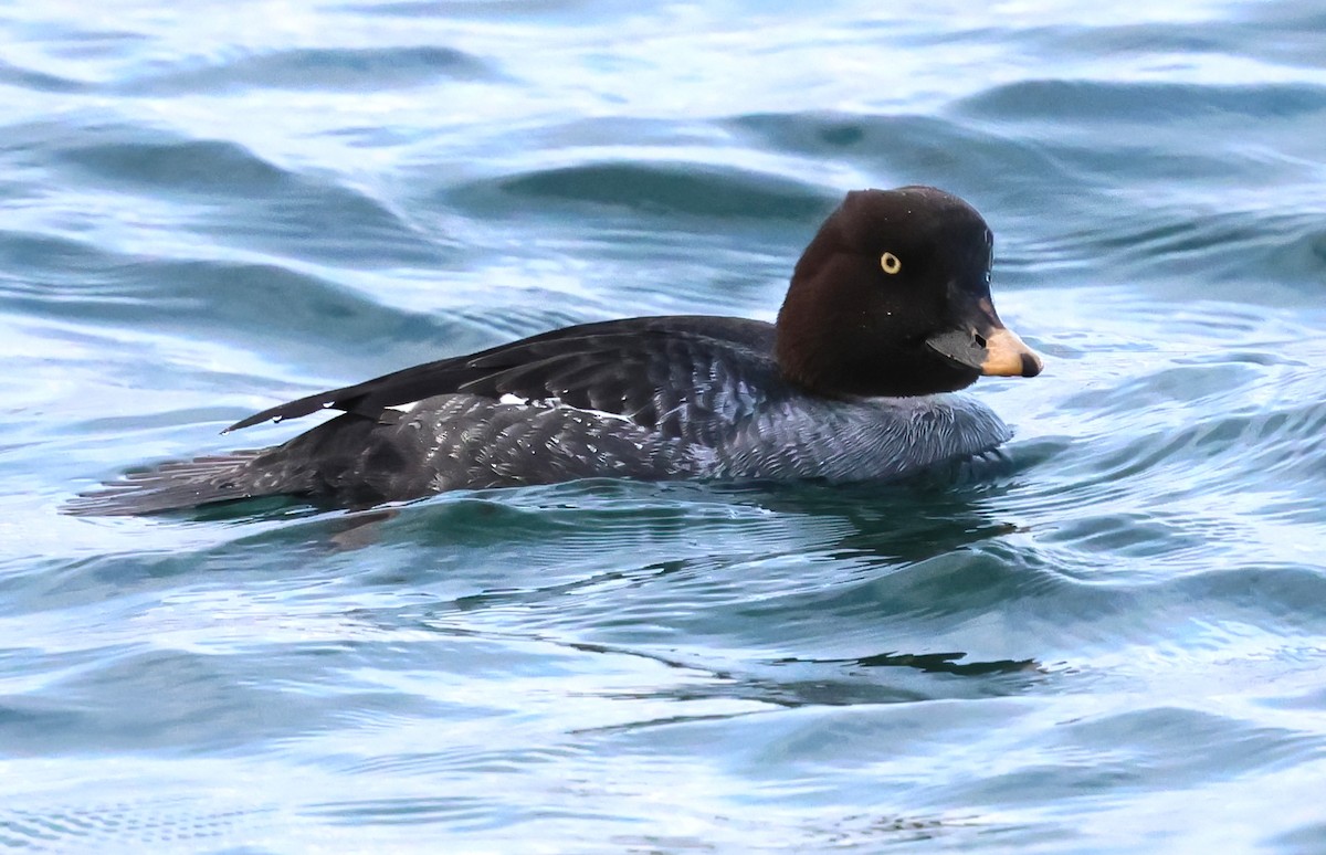 Гоголь зеленоголовий - ML647391080