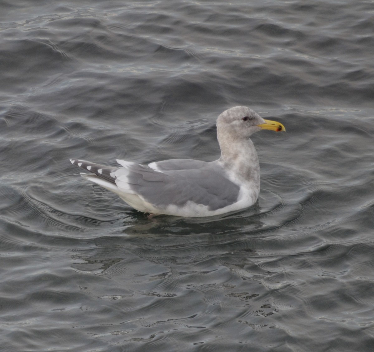 Мартин берингійський - ML647391092