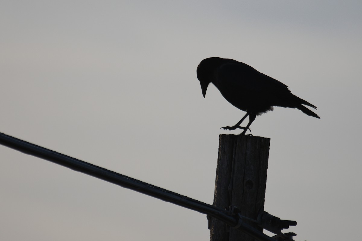 Ворона американська - ML647391094