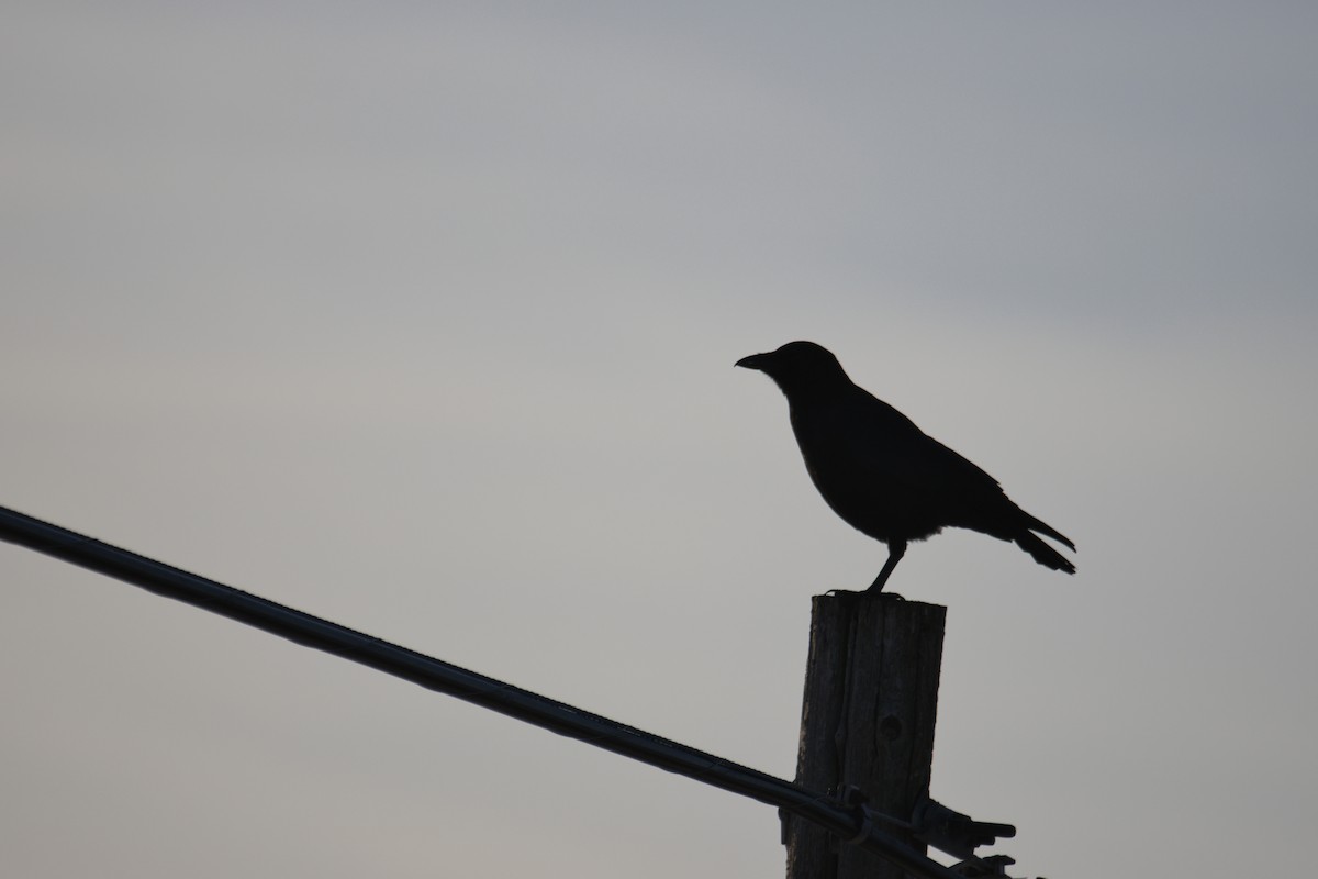 Ворона американська - ML647391095