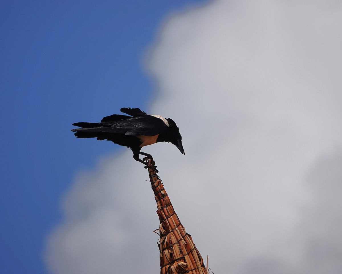 Крук строкатий - ML647391096